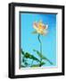 Lily by Swimming Pool-Fernando Bengoechea-Framed Photographic Print