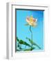 Lily by Swimming Pool-Fernando Bengoechea-Framed Photographic Print