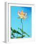 Lily by Swimming Pool-Fernando Bengoechea-Framed Photographic Print