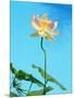 Lily by Swimming Pool-Fernando Bengoechea-Mounted Photographic Print