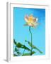 Lily by Swimming Pool-Fernando Bengoechea-Framed Photographic Print