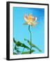 Lily by Swimming Pool-Fernando Bengoechea-Framed Photographic Print