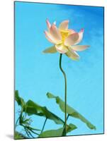 Lily by Swimming Pool-Fernando Bengoechea-Mounted Photographic Print