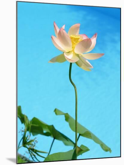 Lily by Swimming Pool-Fernando Bengoechea-Mounted Photographic Print