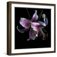 Lily Close-Up-Magda Indigo-Framed Photographic Print