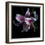 Lily Close-Up-Magda Indigo-Framed Photographic Print