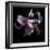 Lily Close-Up-Magda Indigo-Framed Photographic Print