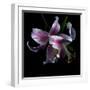 Lily Close-Up-Magda Indigo-Framed Photographic Print