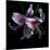 Lily Close-Up-Magda Indigo-Mounted Photographic Print