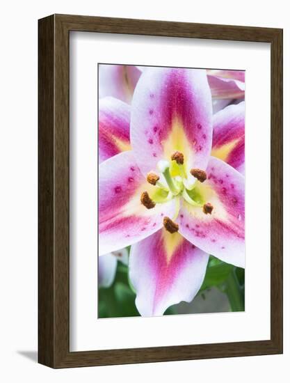 Lily Closeup-Rob Tilley-Framed Photographic Print
