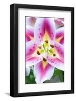 Lily Closeup-Rob Tilley-Framed Photographic Print
