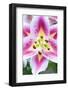 Lily Closeup-Rob Tilley-Framed Photographic Print