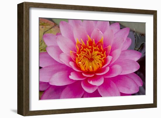 Lily closeup-Charles Bowman-Framed Photographic Print