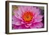 Lily closeup-Charles Bowman-Framed Photographic Print