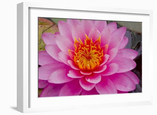 Lily closeup-Charles Bowman-Framed Photographic Print