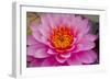 Lily closeup-Charles Bowman-Framed Photographic Print