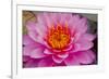 Lily closeup-Charles Bowman-Framed Photographic Print