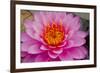 Lily closeup-Charles Bowman-Framed Photographic Print