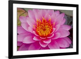 Lily closeup-Charles Bowman-Framed Photographic Print