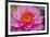 Lily closeup-Charles Bowman-Framed Photographic Print