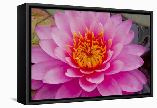 Lily closeup-Charles Bowman-Framed Stretched Canvas
