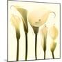 Lily Cluster-Katja Marzahn-Mounted Art Print