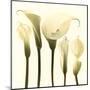 Lily Cluster-Katja Marzahn-Mounted Giclee Print