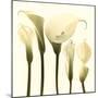 Lily Cluster-Katja Marzahn-Mounted Giclee Print