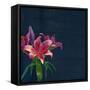 Lily, Daylily, Flower, Blossom, Plant, Still Life, Blue, Pink, Red-Axel Killian-Framed Stretched Canvas