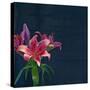 Lily, Daylily, Flower, Blossom, Plant, Still Life, Blue, Pink, Red-Axel Killian-Stretched Canvas