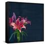 Lily, Daylily, Flower, Blossom, Plant, Still Life, Blue, Pink, Red-Axel Killian-Framed Stretched Canvas