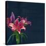 Lily, Daylily, Flower, Blossom, Plant, Still Life, Blue, Pink, Red-Axel Killian-Stretched Canvas