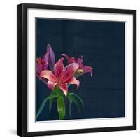 Lily, Daylily, Flower, Blossom, Plant, Still Life, Blue, Pink, Red-Axel Killian-Framed Photographic Print