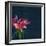 Lily, Daylily, Flower, Blossom, Plant, Still Life, Blue, Pink, Red-Axel Killian-Framed Photographic Print