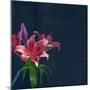 Lily, Daylily, Flower, Blossom, Plant, Still Life, Blue, Pink, Red-Axel Killian-Mounted Photographic Print