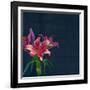 Lily, Daylily, Flower, Blossom, Plant, Still Life, Blue, Pink, Red-Axel Killian-Framed Photographic Print