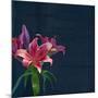 Lily, Daylily, Flower, Blossom, Plant, Still Life, Blue, Pink, Red-Axel Killian-Mounted Photographic Print