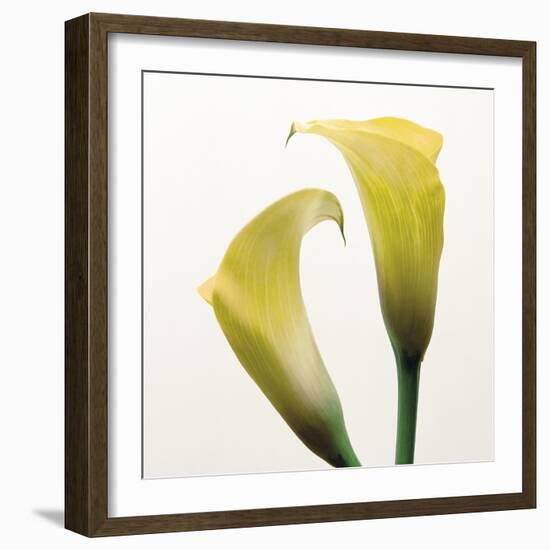 Lily Duo-Bill Philip-Framed Giclee Print