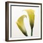 Lily Duo-Bill Philip-Framed Giclee Print