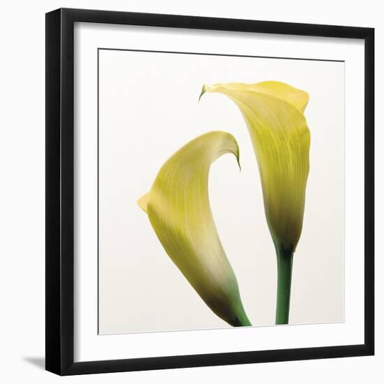 Lily Duo-Bill Philip-Framed Giclee Print