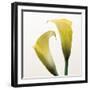 Lily Duo-Bill Philip-Framed Giclee Print