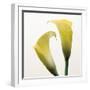 Lily Duo-Bill Philip-Framed Giclee Print