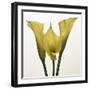 Lily Ensemble-Bill Philip-Framed Giclee Print