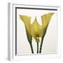 Lily Ensemble-Bill Philip-Framed Giclee Print