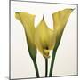 Lily Ensemble-Bill Philip-Mounted Giclee Print