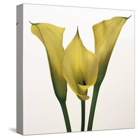 Lily Ensemble-Bill Philip-Stretched Canvas