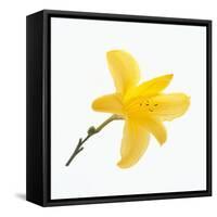 Lily Flower-DLILLC-Framed Stretched Canvas