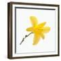 Lily Flower-DLILLC-Framed Photographic Print