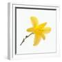 Lily Flower-DLILLC-Framed Photographic Print