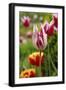 Black Frame